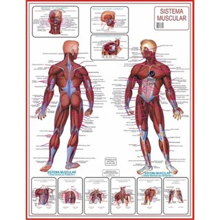 Mapa Do Corpo Humano Sistema Muscular Anatomia 120 cm x 90 cm - Grande