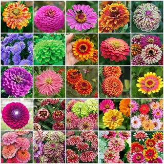 50 Sementes flor Zínnia espécies variadas - Monte seu Jardim