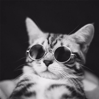 Óculos De Sol Para Animais De Estimação Cães E Gatos (6)
