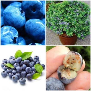 Sementes De Blueberry - Mirtilo Para Vaso
