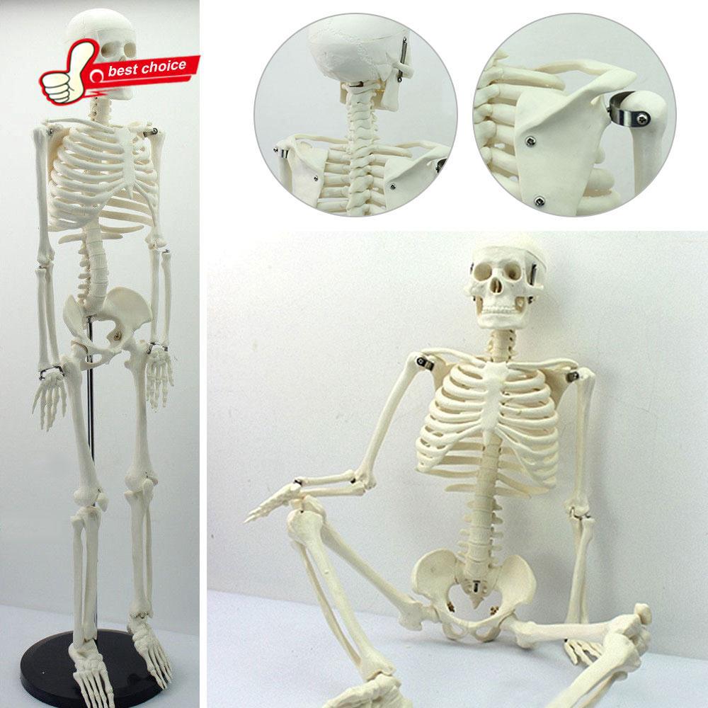 🔥 Corpo Inteiro PVC 45 Cm Anatomy Humano Esqueleto Modelo Ensino Médica Escola & Escritório Uso (2)