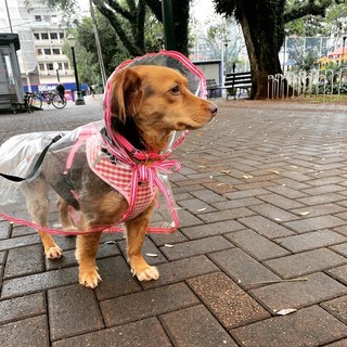 CAPA DE CHUVA PET - Agora seu Pet pode aproveitar os passeios mesmo em dias de chuva! (1)