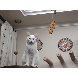 Arranhador Brinquedo de Parede para seu gato escalar 20cm