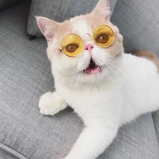 Óculos De Sol Para Animais De Estimação Cães E Gatos (2)