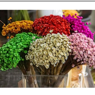 350 Mosquitinho Sempre Viva Desidratadas Flores Naturais Seca ideal para Arranjo Decoração