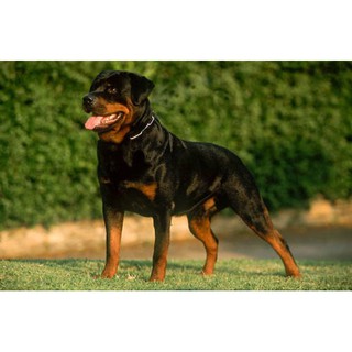 Placa De Advertência Placa Cão Bravo Para Rottweiler 20 x 30 Placa Com Número De Lei (2)