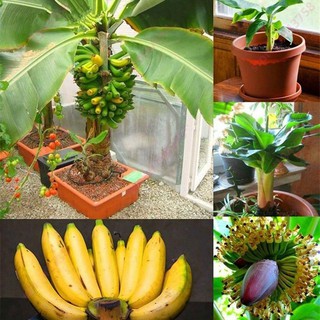 10 Sementes De Mini Bananeira Comestível Bonsai Original Brasil (2)
