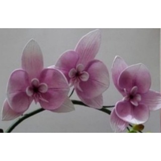Frisador Kit Orquídea Phalenopsis Nova