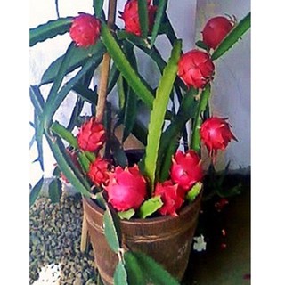 Sementes Pitaya rosa p/ plantio em vaso