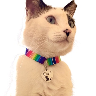 Coleira personalizada para gato de elástico anti enforcamento