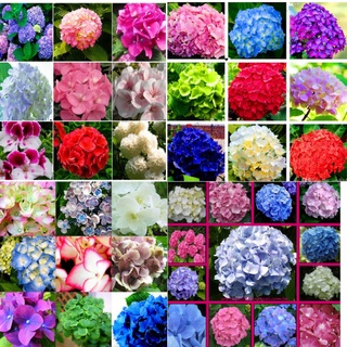 300 Sementes De Hortencia sortidas varias cores envio expresso com manual de cultivo