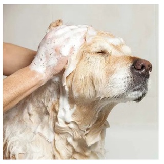 Combo - Banho Sanol Dog Shampoo + Colônia + Condicionador Grátis (3)
