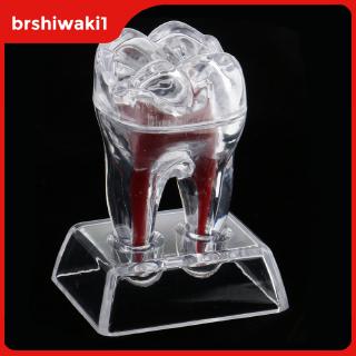 Base De Cristal Dentista Modelo De Molar Dente De Plástico Rígido Estudo De Estudo (1)