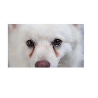 Loção Limpa Olhos Limpa Lágrimas Remove As Manchas Dos Pelos de Cachorro e Gatos Limpa Olhos 100ml Pet Clean (para Limpeza de Lágrima Ácida) (5)