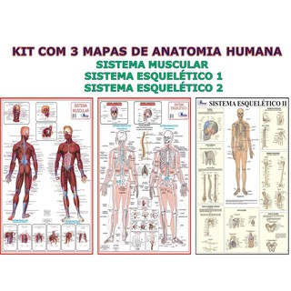 KIT COM 3 MAPAS DE ANATOMIA HUMANA - GIGANTES !!! : SISTEMA MUSCULAR / SISTEMA ESQUELÉTICO 1 / SISTEMA ESQUELÉTICO 2 - LARGURA 89 CM X ALTURA 117 CM