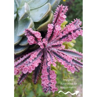 Suculenta Kalanchoe Pink Butterfly - rosa - coleção - rara - colorida - florzinha (1)