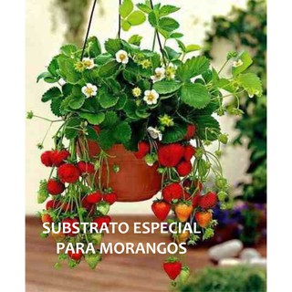 Substrato Especial Para Morangos Em Vasos Com Adubo Fertilizante Fibra de Coco e Micro e Macro Nutrientes 1 Kg