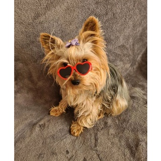Óculos de Sol de Coração para Gatos e Cachorros | Ronrom Pet (6)