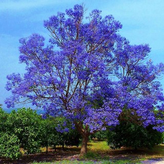 Jacarandá Azul / sementes
