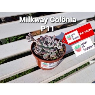 Suculenta Milkway Colônia P11