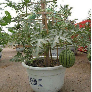 sementes/melancia plantio em vaso