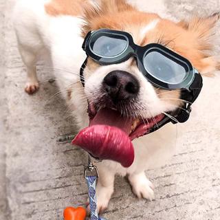 Óculos De Sol De Sol Cachorro Divertido Anti-Uv À Prova D 'Água (3)