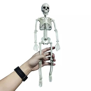 Esqueleto humano Esboço Médico Aprendizagem Anatomia Medicina