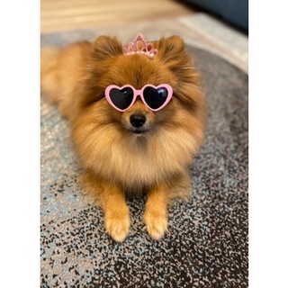 Óculos de Sol de Coração para Gatos e Cachorros | Ronrom Pet (7)
