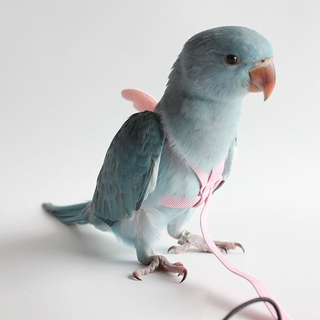 Bluevelvet1 Coleira Ajustável Com Corda De Tração Para Pássaro / Coelho / Multicolorido (4)