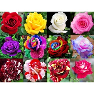 300 Sementes De Rosa Rosa Coloridas (raras Exóticas )p/Sementes