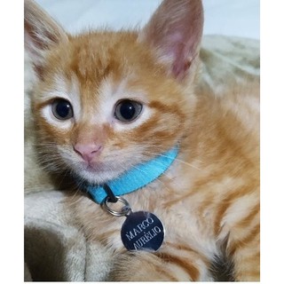 Placa Identificação Gato Cão - Gravação Ecológica - Não perca seu Pet - Redondo P ou Oval P (1)