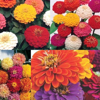 Sementes de Flor/Flores Zinia - Envelopes com Diferentes Variedades