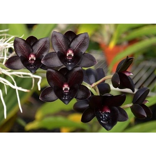 100 Sementes Orquídeas - Raras e Exóticas - MIX de Sementes Flores (4)