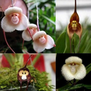 30 sementes orquídea cara de macaco p Mudas casos jardim decoração