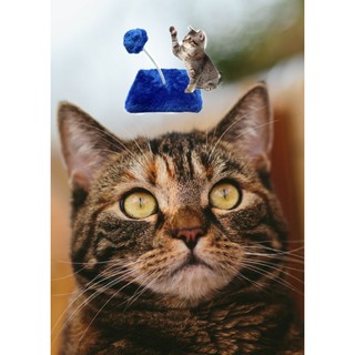 brinquedo de gato mola estimulante gato feliz barato promoção atacado arranhador gatos pelucia (6)