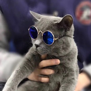 Óculos De Sol Para Animais De Estimação Cães Gatos (9)