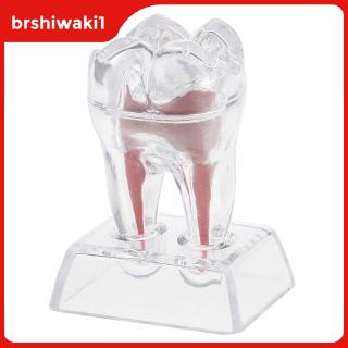 Base De Cristal Dentista Modelo De Molar Dente De Plástico Rígido Estudo De Estudo (4)