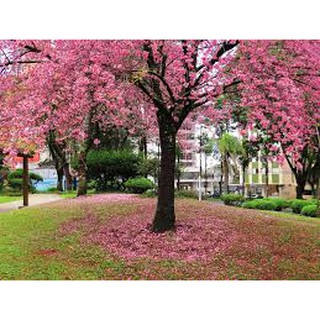 100 Sementes Premium De Sakura Rosa Cerejeira