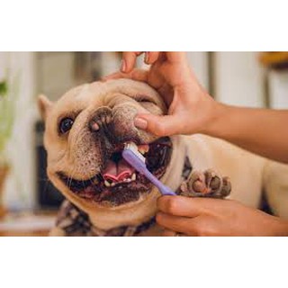 Kit higiene bucal Pet: 2 dedeiras ou 2 escovas de dentes para cães e gatos + gel dental para pets (8)
