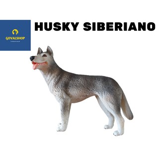 Cães de raça Miniatura Husky Siberiano