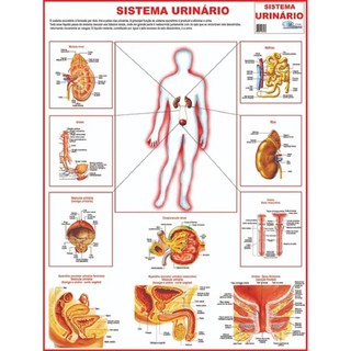 Mapa Sistema Urinário Do Corpo Humano - 120 X 90 Cm