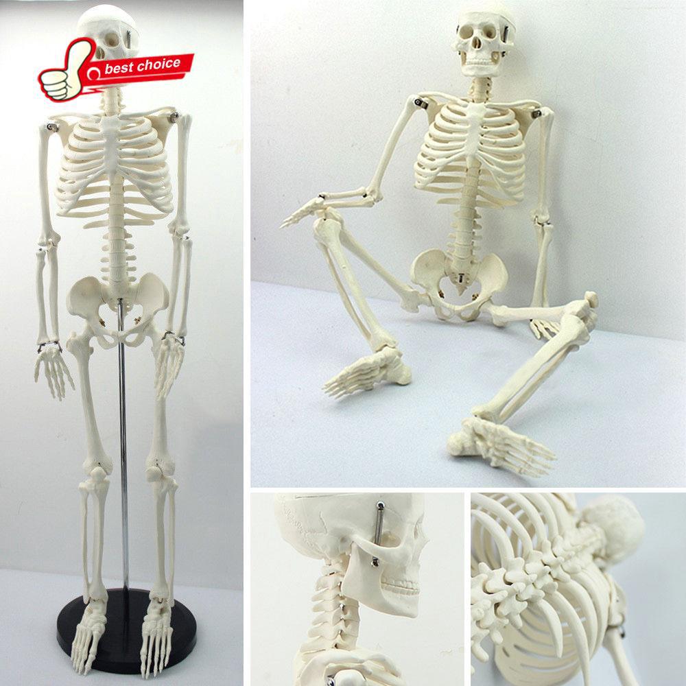🔥 Corpo Inteiro PVC 45 Cm Anatomy Humano Esqueleto Modelo Ensino Médica Escola & Escritório Uso