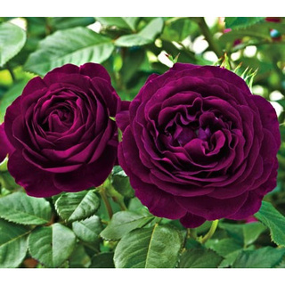 10 Sementes De Rosa Roxa - Rosas Raras