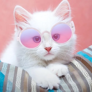 Óculos de Sol para Pets Pequenos/Cães e Gatos/Proteção Universal para os Olhos/para Fotos (4)