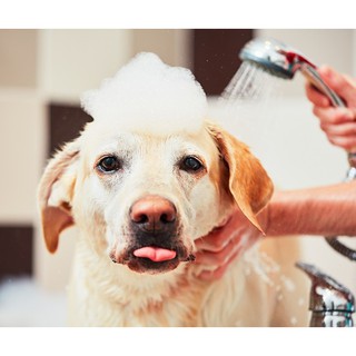 Shampoo Anti Pulgas, Carrapatos e Sarnas Prev Dog Medicinal 350ml (6)