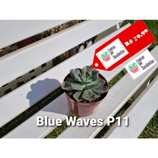 Suculenta Blue Waves P11