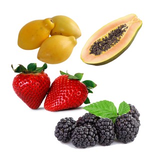 Sementes para Mudas de Frutas Anãs para Vasos (1)