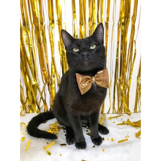 Gravata Pet Luxo Dourada (Para Gatos e Cães) Réveillon/Ano Novo.