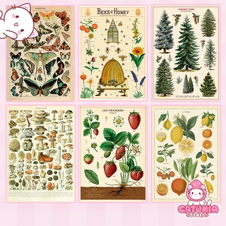 Poster A4 biologia cottagecore - cogumelos, plantas, flores, dinossauro, insetos, borboletas