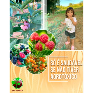 Geleia FRUTAS VERMELHAS (Framboesa Amora Mirtilo) Artesanal Natural Sem Conservantes com pedaços da fruta (5)